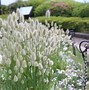 Image result for White Bunny Tail