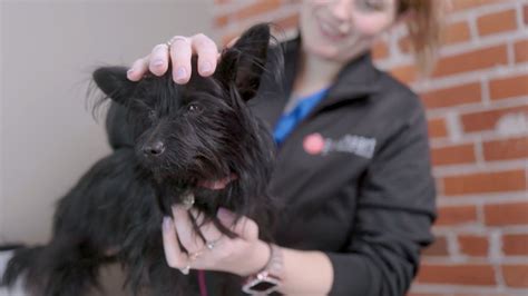 When Your Dog Stops Eating – Goodheart Animal Health Center - Cherry Creek