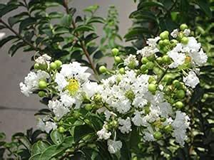White Lagerstroemia Indica plant H003 : Amazon.in: Garden & Outdoors