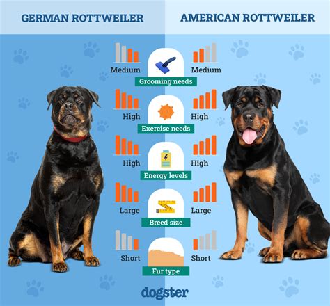Difference Between American German Rottweiler