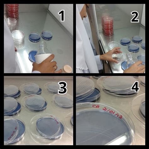 Preparing Nutrient Agar Petri Dishes at Michelle Ma blog