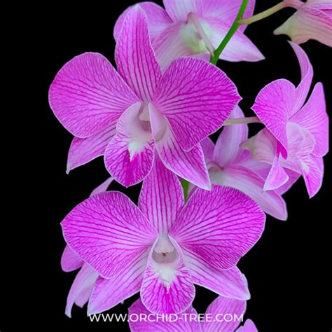 Beginner's Orchids – Orchid-Tree