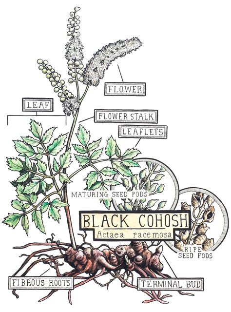 How To Prepare Black Cohosh at Tayla Bruton blog