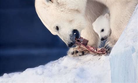 What Food Do Animals Eat In The Arctic at Shelley Morgan blog