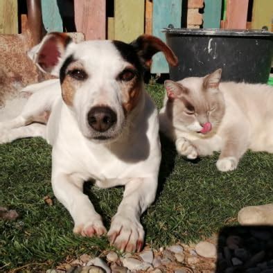 Russell Hobbs 1.0 L Colours+ Kettle | Stainless Steel 2400 W, Cream ...