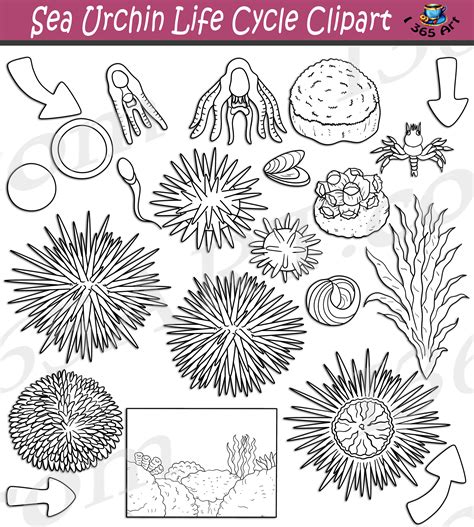 Urchin Clip Art