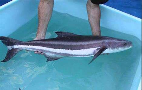 Researchers turn carnivorous Cobia fish into vegetarians | Page 134094 ...