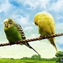 Image result for Free Desktop Wallpaper Love Birds