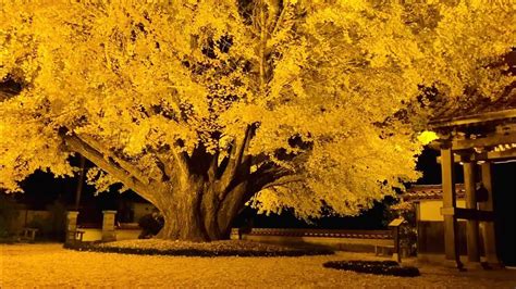 Image result for Ani Algorithm