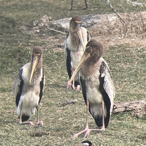 Bharatpur Bird Sanctuary - All You Need to Know BEFORE You Go