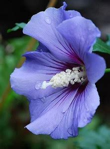 PNS Hibiscus Plant Price in India - Buy PNS Hibiscus Plant online at ...