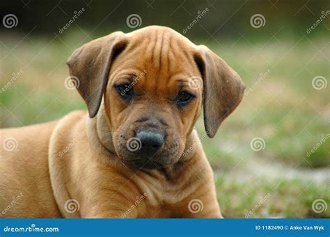 Rhodesian Ridgeback puppy stock photo. Image of obedient - 1182490