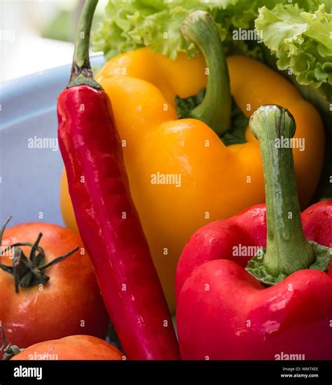 Bell Pepper Vegetables Meaning Red Yellow Peppers And Red Yellow ...