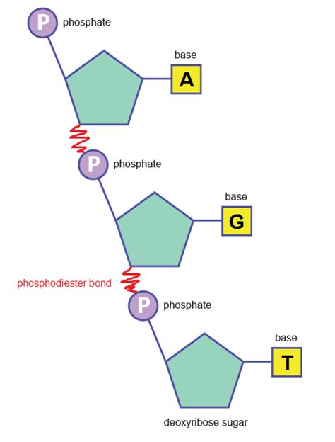 RNA Nucleotide Structure 的图像结果