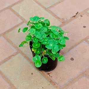 Brahmi Dollar/Pennywort in 4 Inch Plant Natural Miniature Live home ...