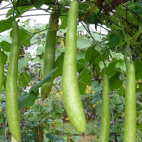 Cucuzzi Gourd Seeds – Italian Heirloom Climbing Crop – Dharaseeds