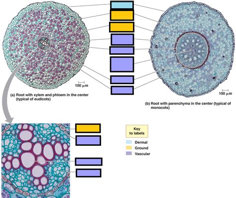 Image result for Root Python Diagram