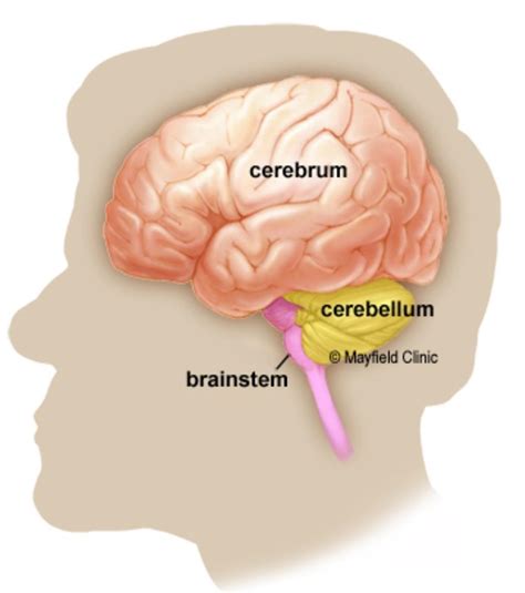 Mention the functions of different parts of the brain . - Brainly.in