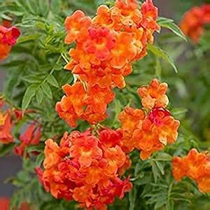 OhhSome Rare Red Tecoma Tree Flower Live Plant - A Unique Addition To ...