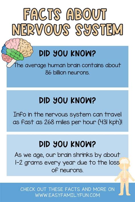 50+ Interesting Facts about the Nervous System [Fact Cards]