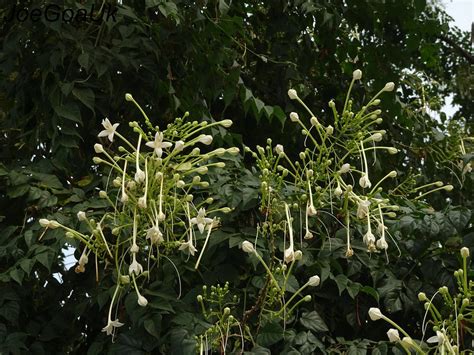 Tree Plantation in India – Grow Billion Trees