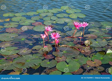 The Water Surface is Covered with Leaves and Lotus Flowers. Lotus ...