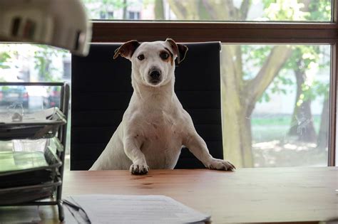 Best Pet Insurance for Bulldogs