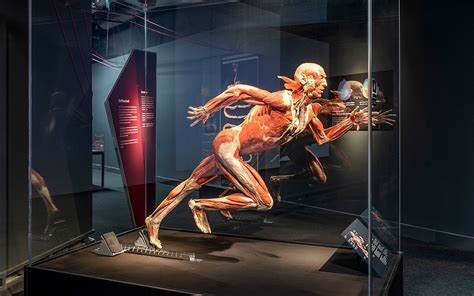 BODY WORLDS | Explore Human Anatomy Through Plastination