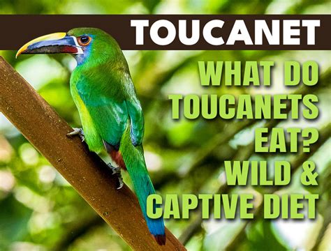 What Do Toucanets Eat? Wild & Captive Diet