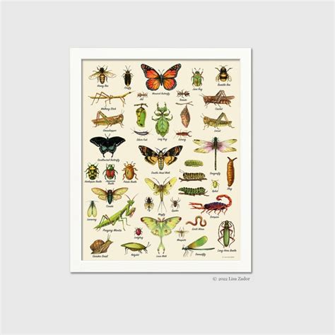 Image result for Printable Insect Identification Chart
