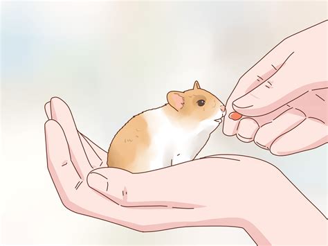 Caring For Dwarf Hamsters Guide All You Need To Know About Keeping