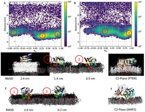 The Role of C2 Domains in Two Different Phosphatases: PTEN and SHIP2[v1 ...