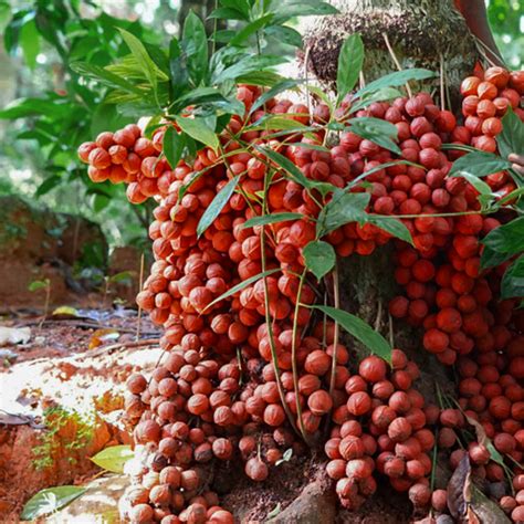 Mooti Pazham (Baccaurea Courtallensis) Live Fruit Plant (Home & Garden ...