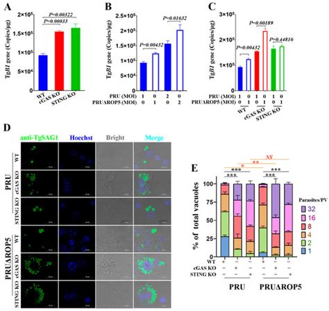 Toxoplasma gondii ROP5 Enhances Type I IFN Responses by Promoting ...