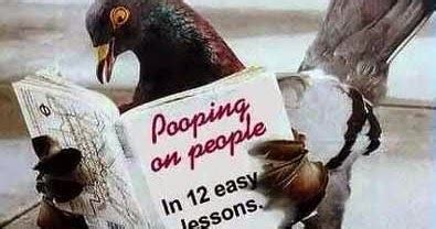 Image result for How to Remove Bird Poop