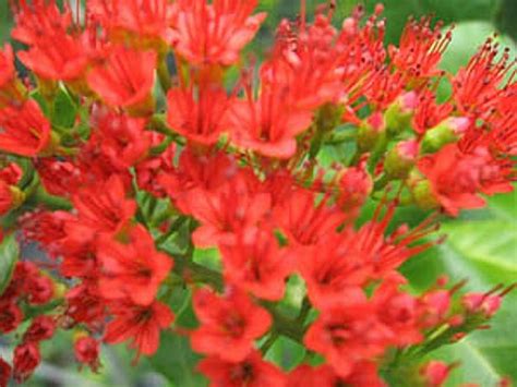 True action in the material vital, flower spiritual meaning