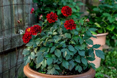 How To Plant Dahlia Tubers In Pots at Darrell Coria blog