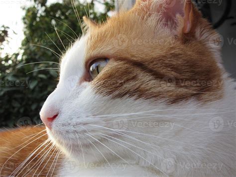 Orange And White Tabby Cat