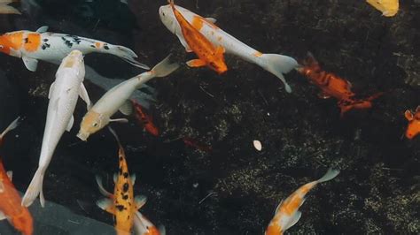 Image result for Live Fish Background PC