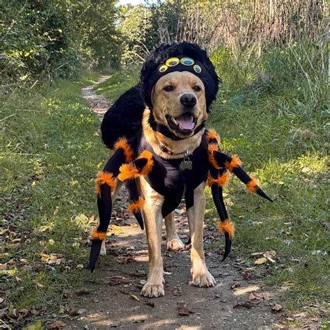 Spider Dog Costume