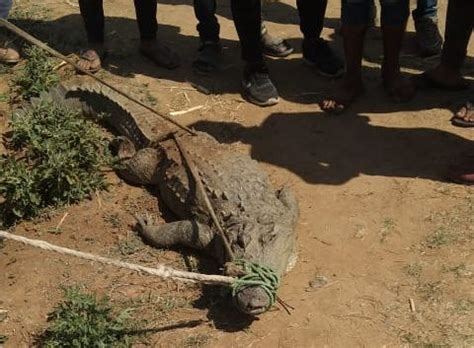 Uttar Pradesh: 7-Foot-Long Crocodile Found Wandering Inside Field In ...