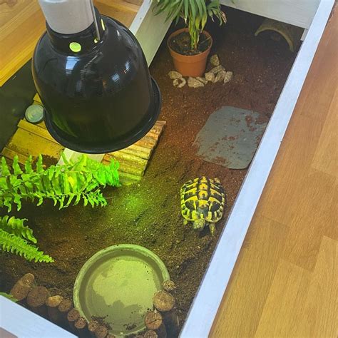 10 Genius Tortoise Table Ideas for a Happy, Healthy Pet – The Turtle Hub