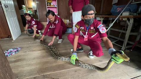 Image result for Python Attacks Cat