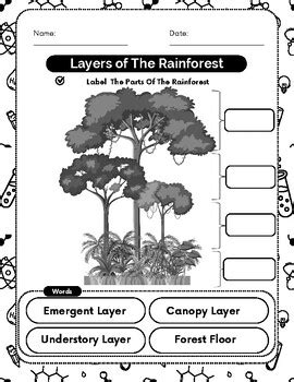 Rainforest Layers Worksheet 的图像结果