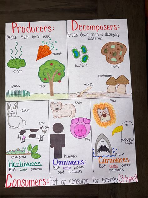 Producers Consumers And Decomposers