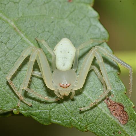 American Green Crab Spider (Arthropods of Long Branch/Glencarlyn Park ...