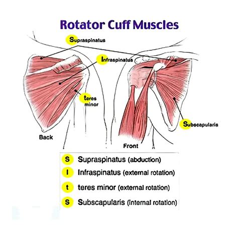 Image result for Rotator Cuff Muscle Actions