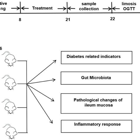 Experiment Flow Chart 的图像结果