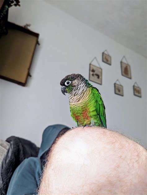 Sleeping upside down?? 🤔 : r/Conures