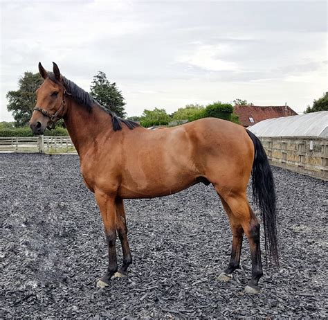 Horses for Sale - The Horse Exchange